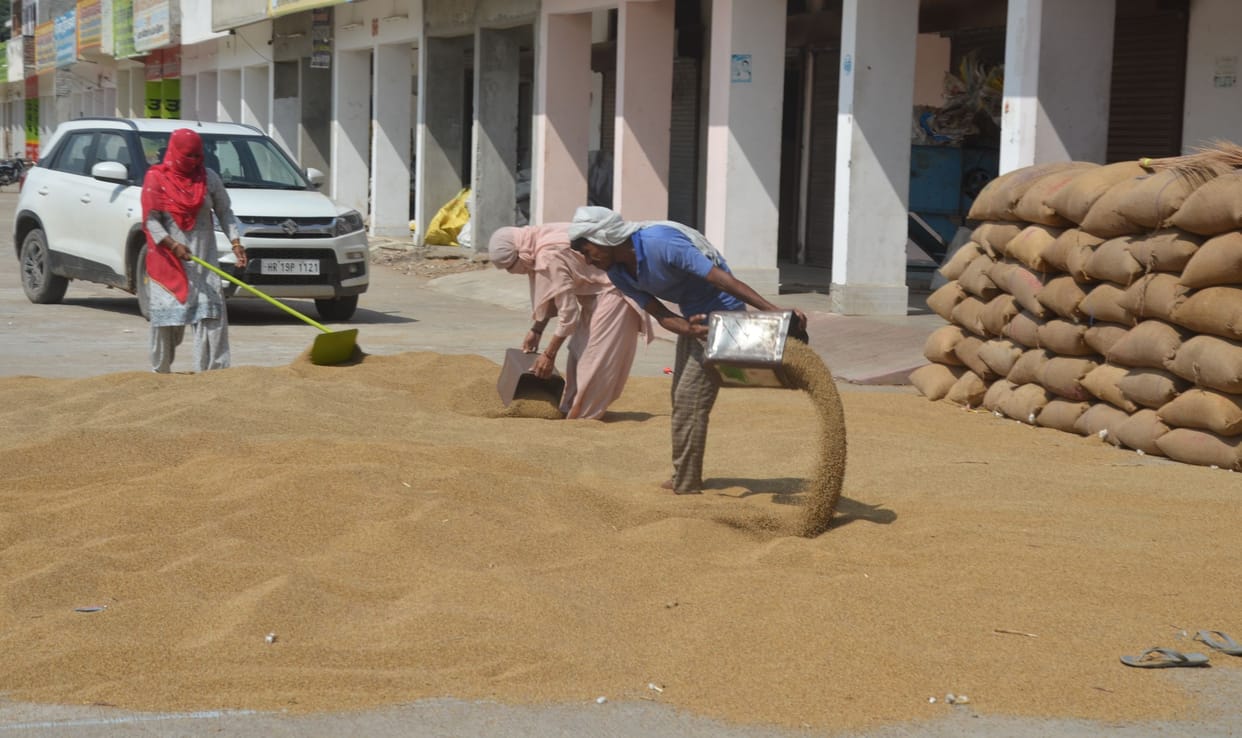 Farmers are waiting for the instructions of the government to buy millet