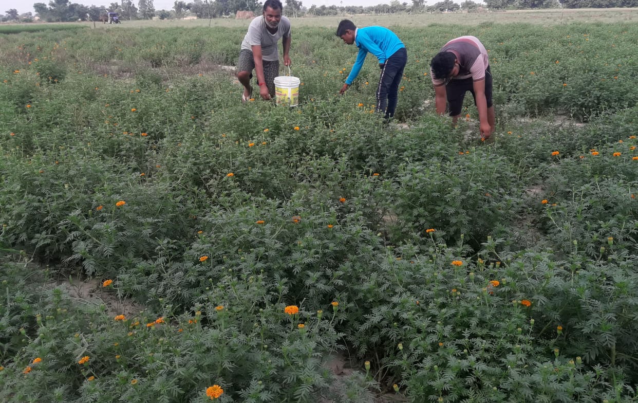 The 'fragrance' of profit coming in the cultivation of marigold flower