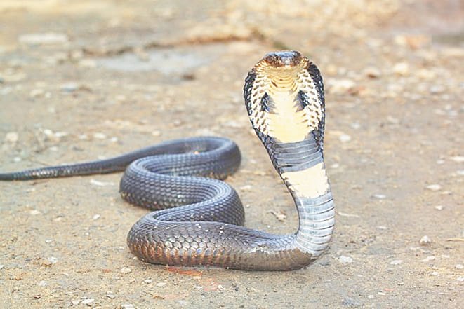 boy died by snake bite