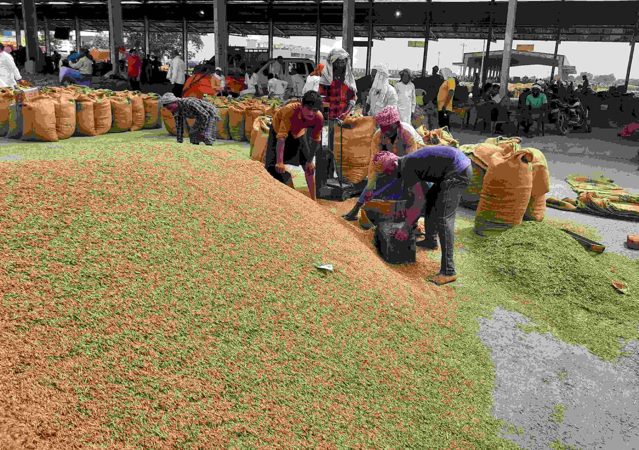 Prices of 1509 varieties of paddy fell by Rs 300 in Mandi, farmers upset