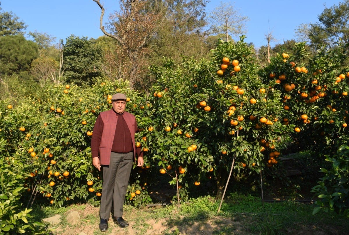 avocado farming in college of horticulture forestry neri hamirpur Himachal Pradesh