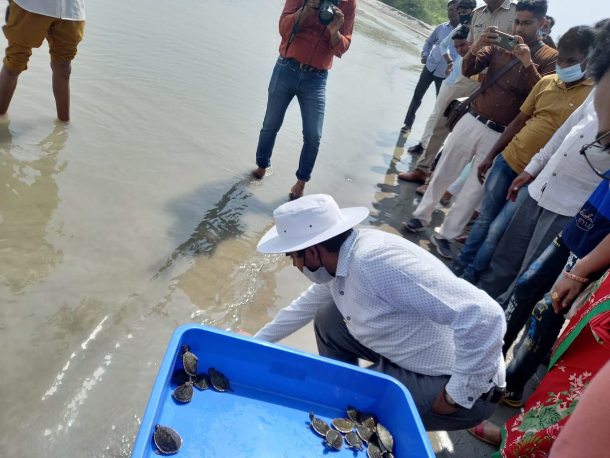 Forest Department left 58 turtle babies in the Ganges