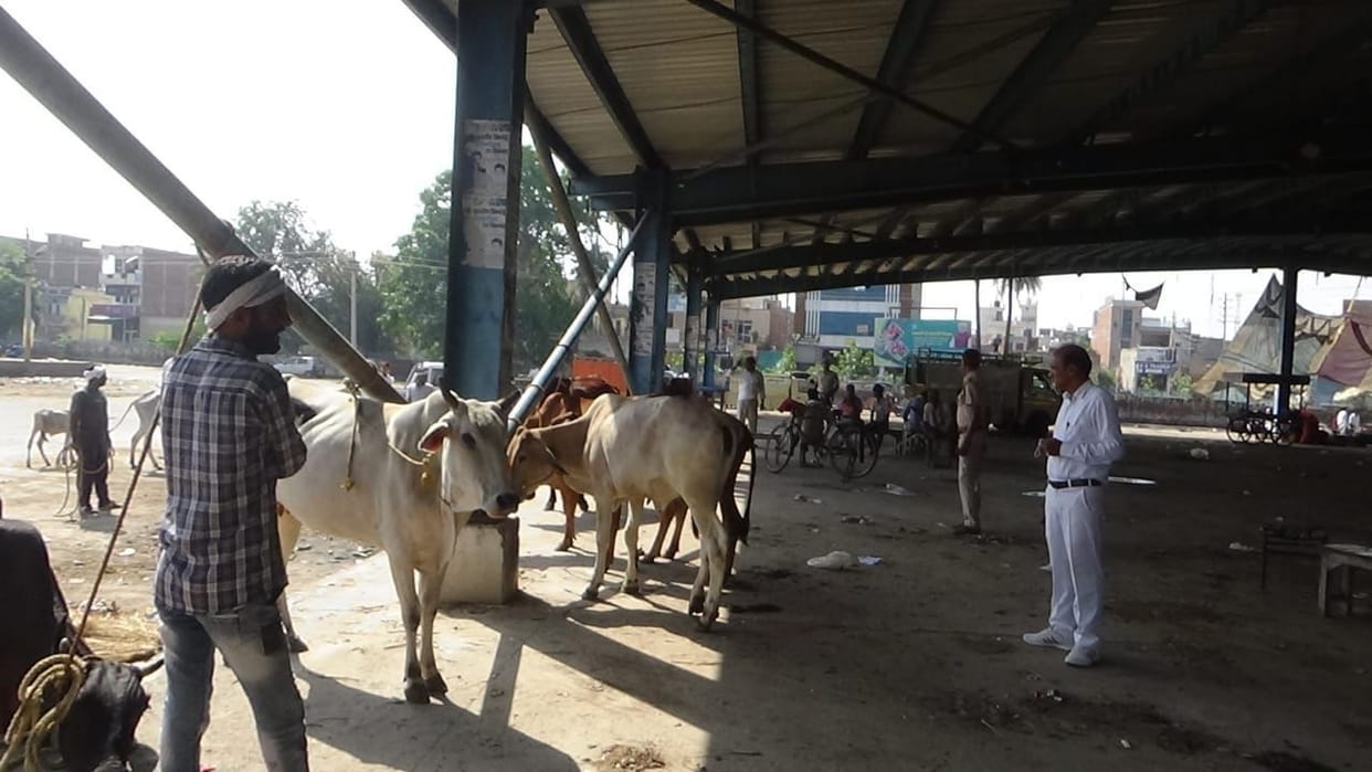 There is no place to keep animals left in the cow sanctuary, now the help of cow shelters should be taken
