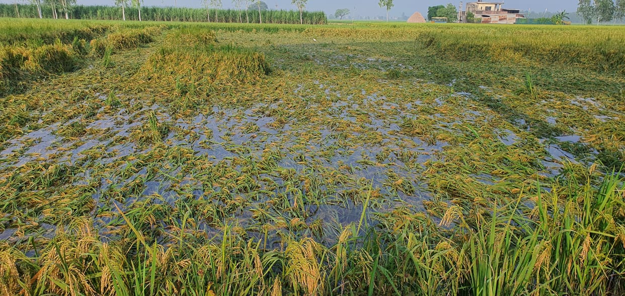 Bad weather: Paddy laid in the fields due to rain, now the farmer will suffer loss