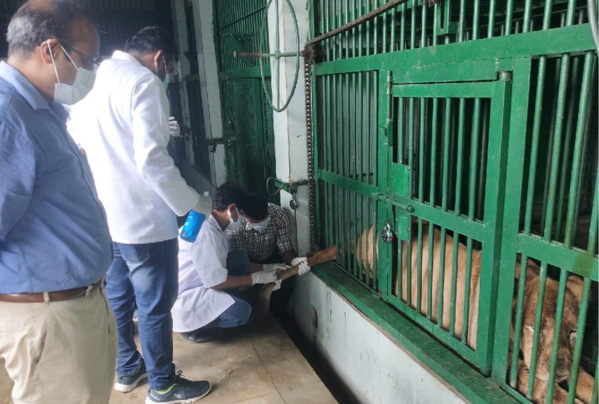 Gorakhpur Zoo News: condition of lioness Malani of Gorakhpur zoo stable but worrisome in gorakhpur
