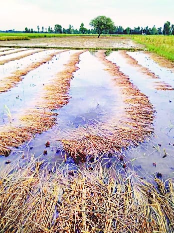 Paddy crop ruined due to rain accompanied by strong wind