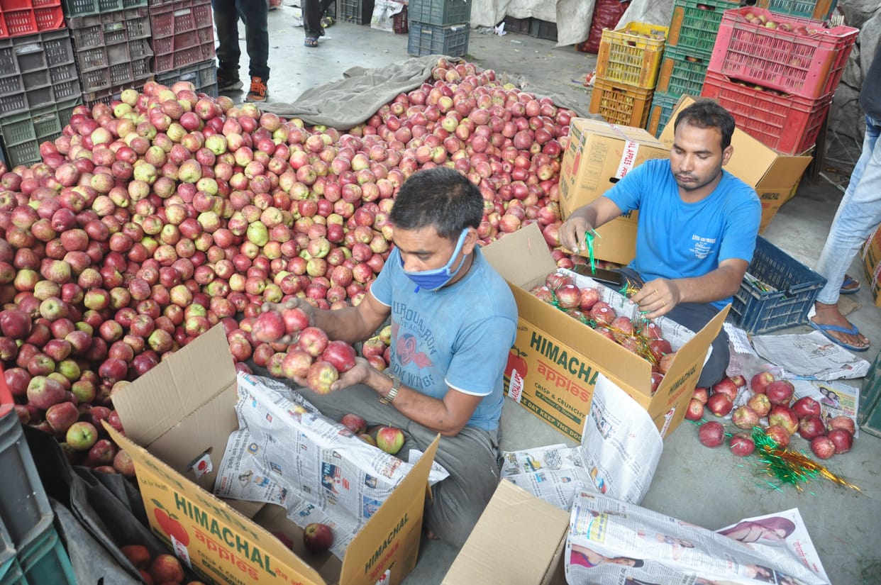 22 lakhs boxes arrived in kullu from orchard