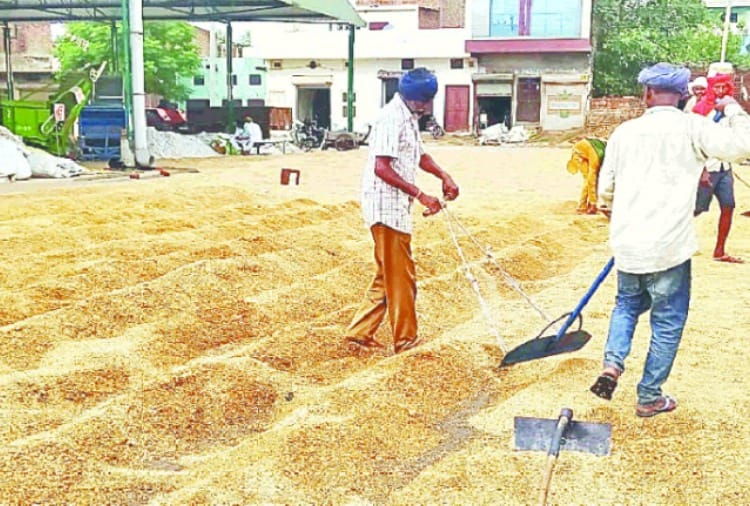 Paddy procurement is not being due to moisture in the mandis of Punjab