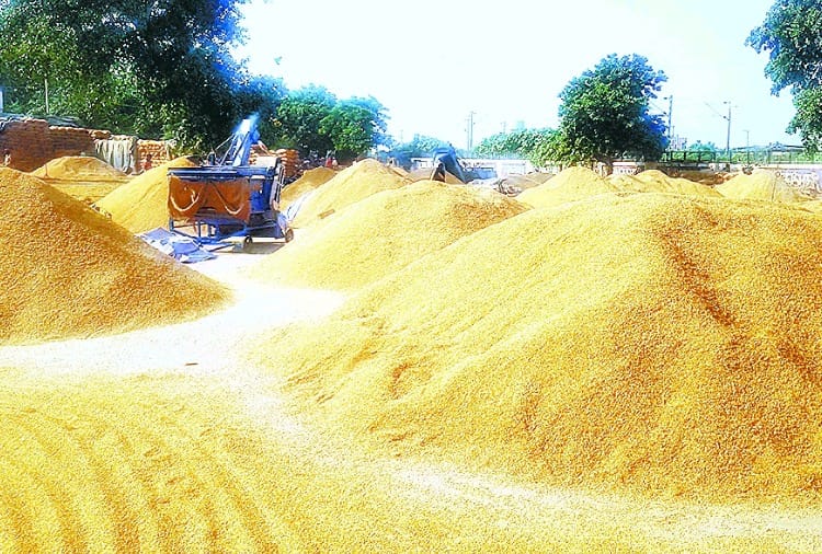 Punjab government formed 150 special flying squads for paddy procurement