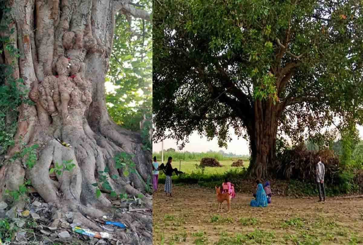 Unique shape made in the stem of peepal in ghatampur