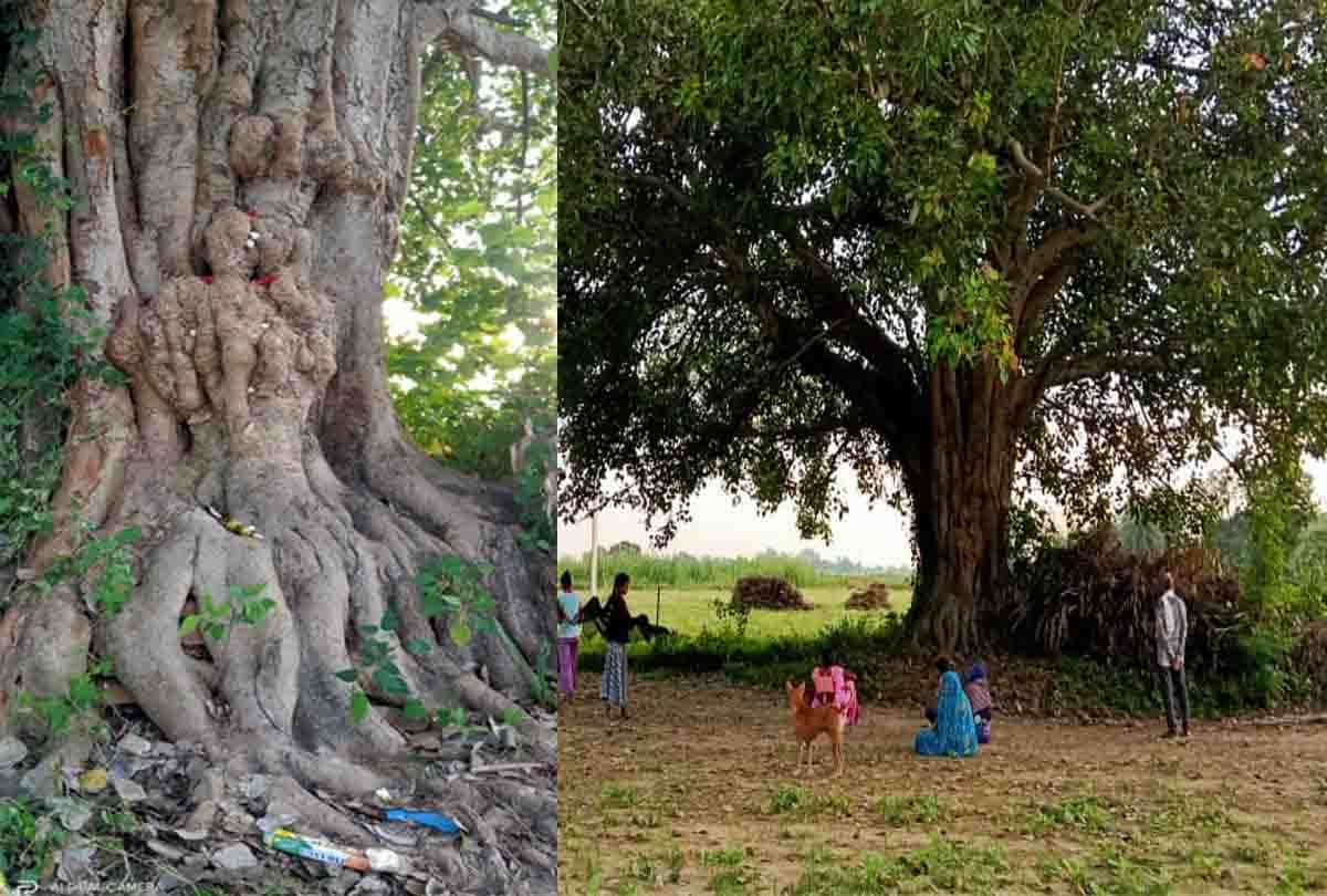 भीतरगांव: पीपल के तने में उभरी आकृति