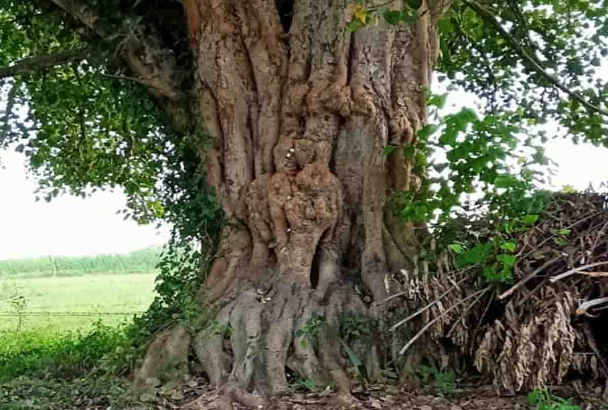 Unique shape made in the stem of peepal in ghatampur