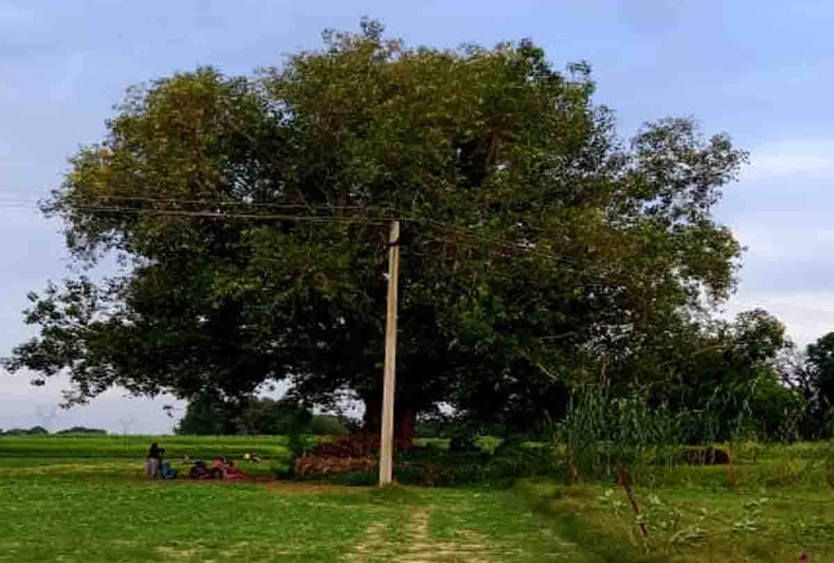 Unique shape made in the stem of peepal in ghatampur