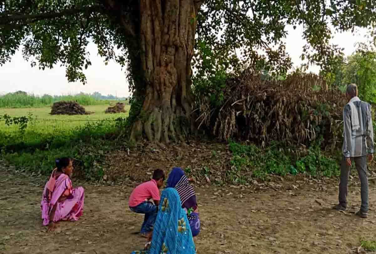 Unique shape made in the stem of peepal in ghatampur