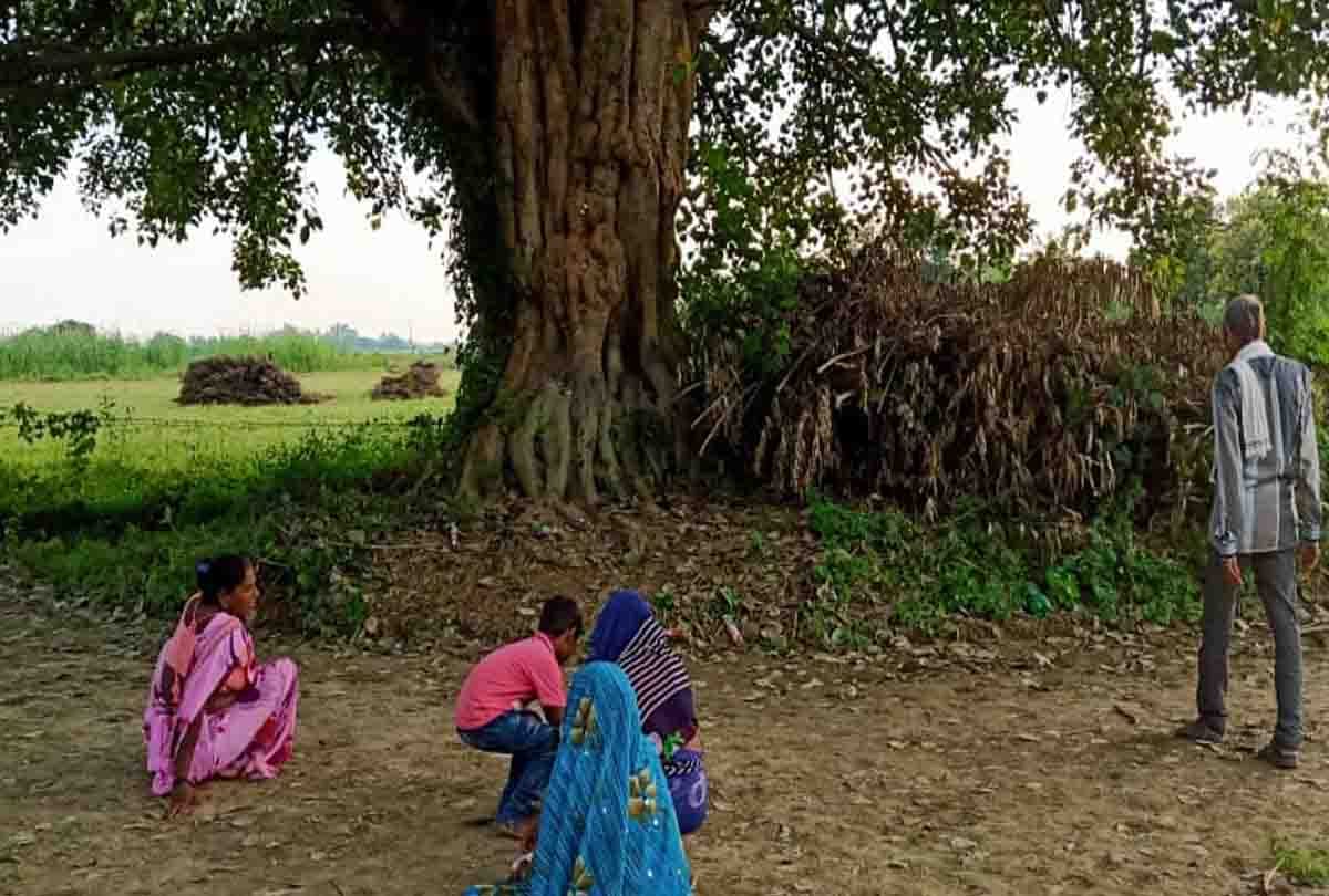Unique shape made in the stem of peepal in ghatampur
