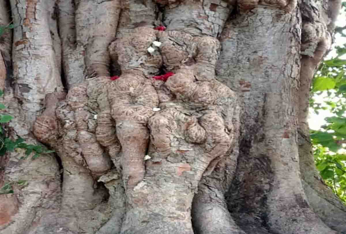 Unique shape made in the stem of peepal in ghatampur