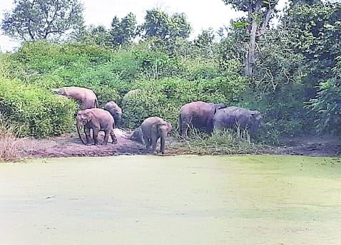 Dera in Madha, Nepalese elephants creating ruckus till Mailani forest