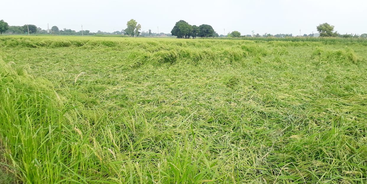 agricultural