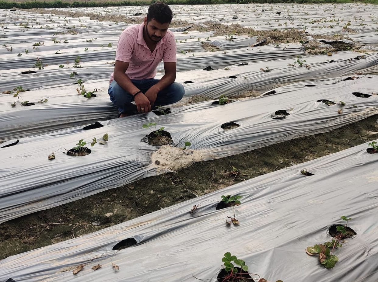 Strawberry cultivation started in Misrauli, Badgaon