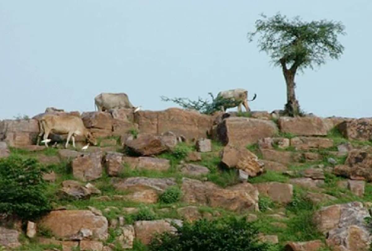 Dhau trees will give green form to peak of Govardhan hill in Mathura