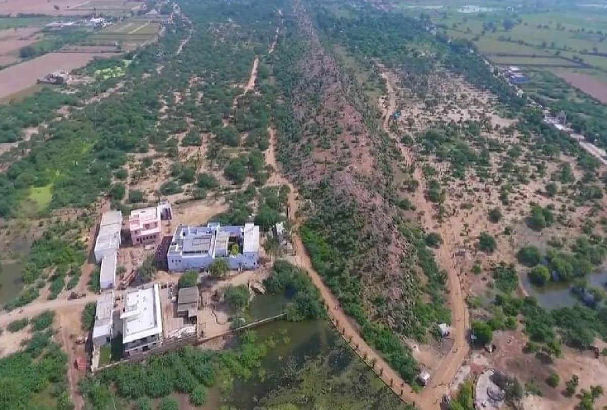 Dhau trees will give green form to peak of Govardhan hill in Mathura