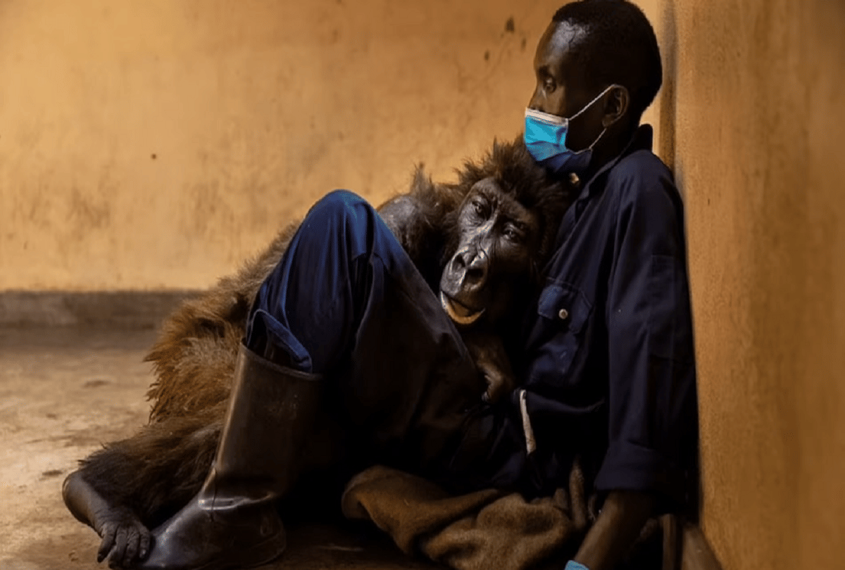 The one who saved the life of Gorilla 'Nadakasi' 14 years ago, died in his arms 