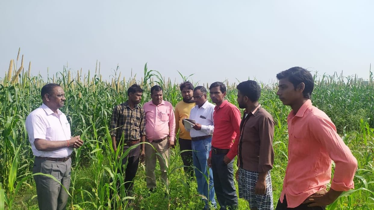 The team collected samples of insecticides from four establishments