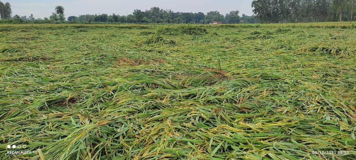 dhan crop