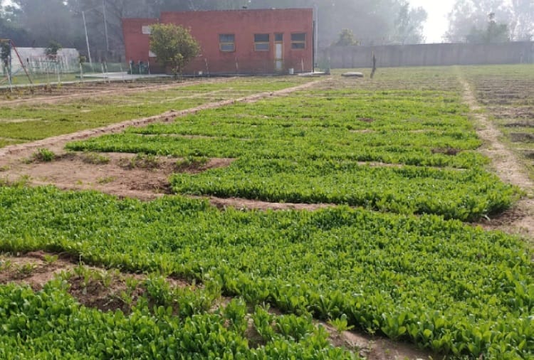 Chandigarh Burail Model Jail name has registered in Limca Book of Records for Large Plantation