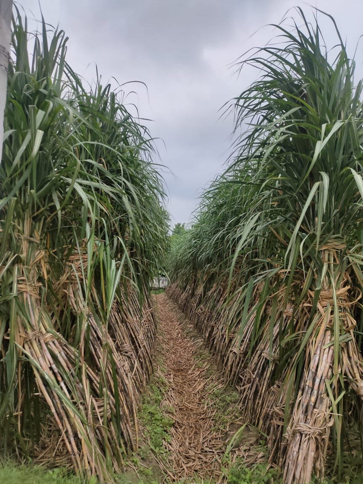 Sugarcane recovery approaching 6.5 percent, rain became the reason