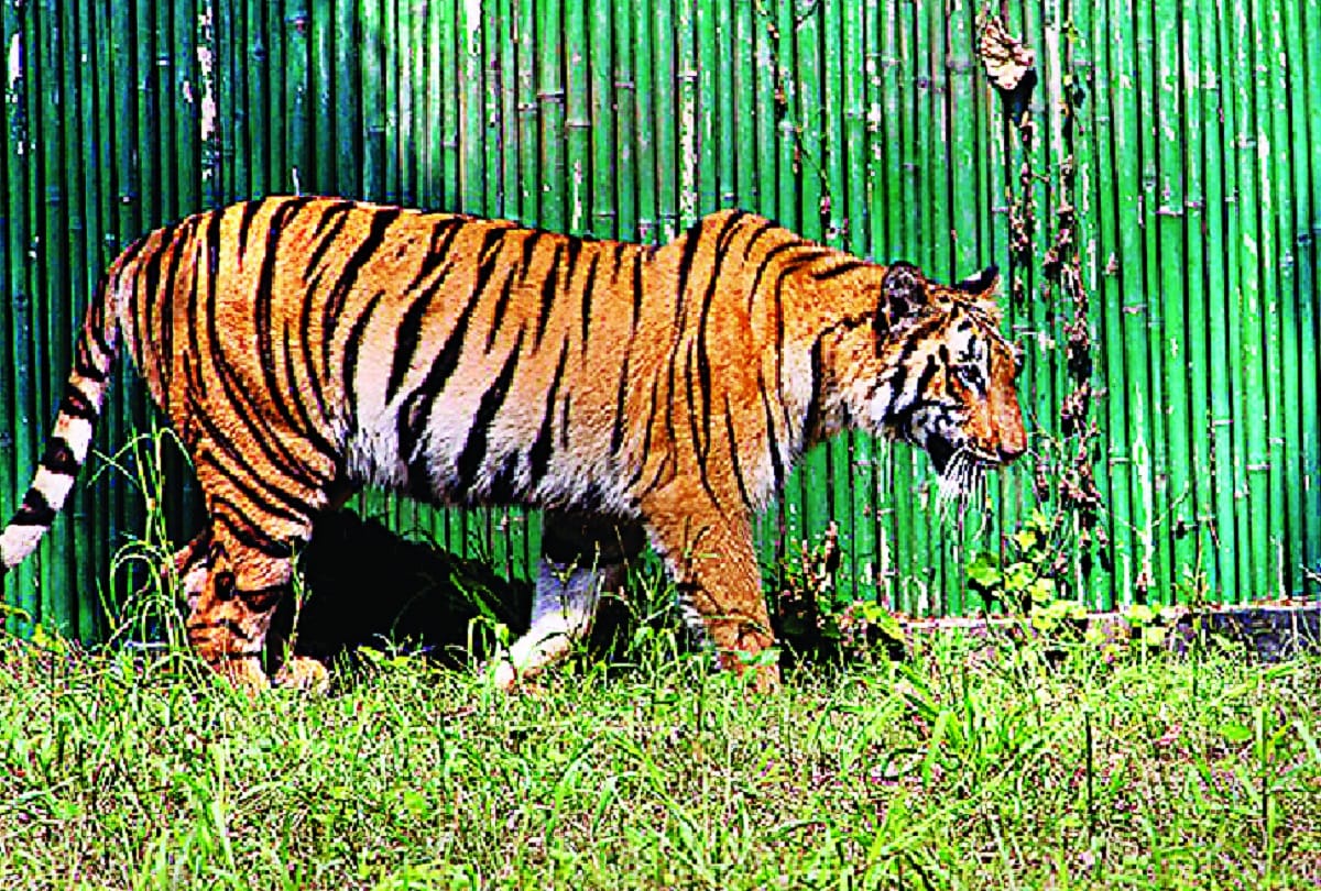 New animals arrived in Delhi zoo