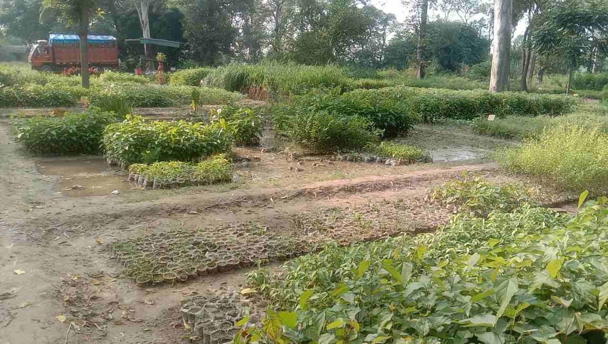 Growing trend towards herbal plants, Yamunanagar