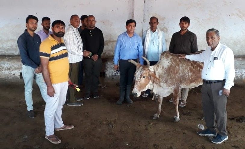 20 cows died due to eating fried and undercooked food in Bhiwani