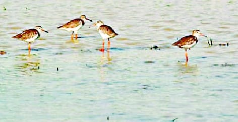 World Migratory Bird Day: Pollution and indiscriminate construction stopped the way of foreign guests