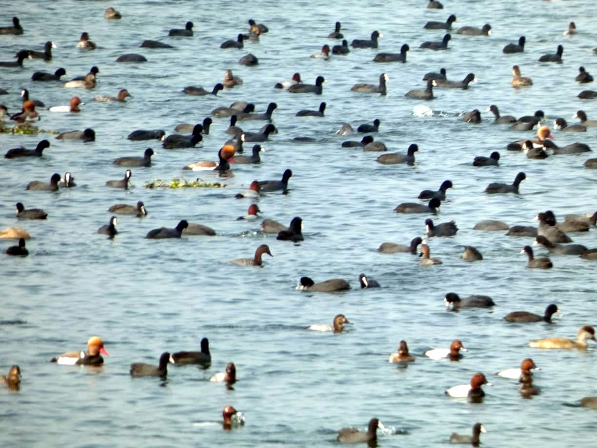 If you want to see migratory birds then come to Bijnor