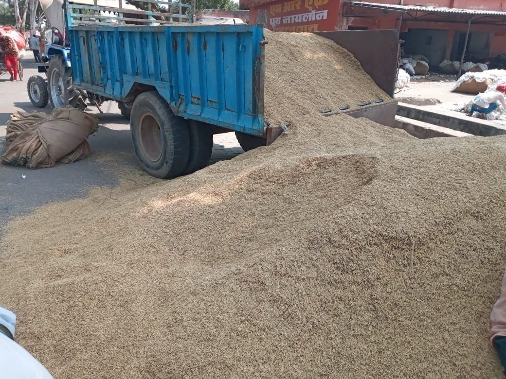 Hathras: Four thousand quintals of paddy reaching the market every day