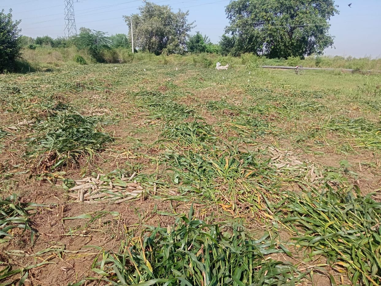 The officers could not understand the difference of Dhani, the sword hanging on the sale of crops of 2 thousand farmers due to lapse in providing data on the portal