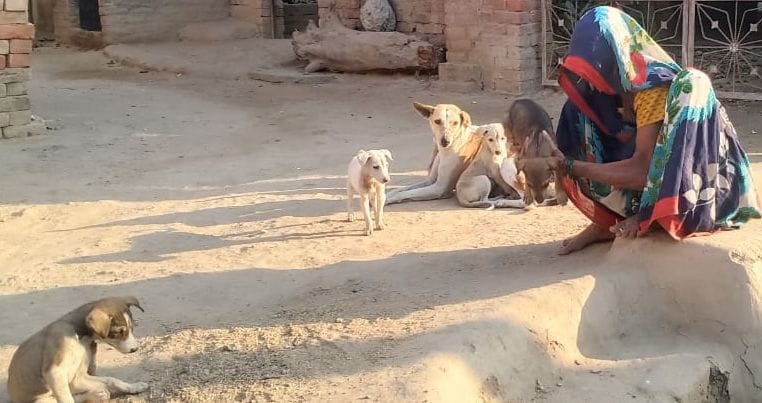 fathepur news,The bundle of virtue is filled with the service of the voiceless