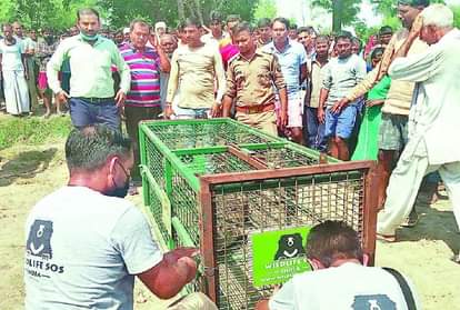 Six Feet Long Crocodile In Farm Villagers In Panic Sos Team Catch