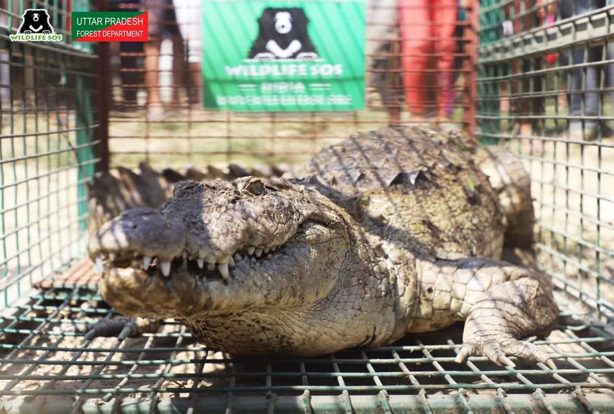 Six Feet Long Crocodile In Farm Villagers In Panic Sos Team Catch