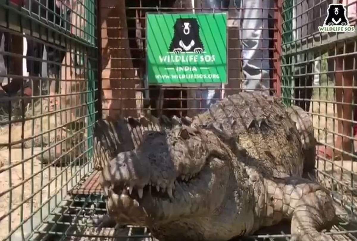 Six Feet Long Crocodile In Farm Villagers In Panic Sos Team Catch