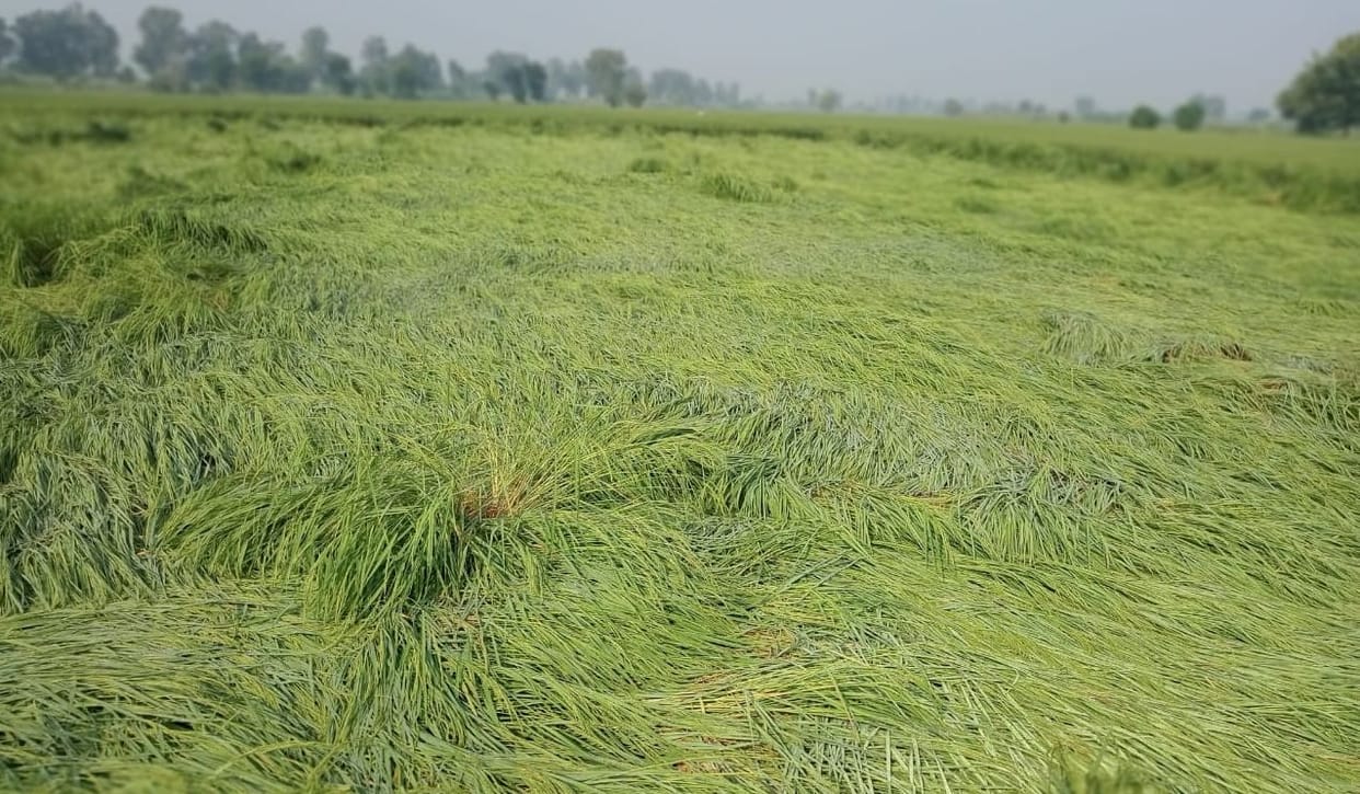 Paddy crop lying in the fields, farmers disappointed