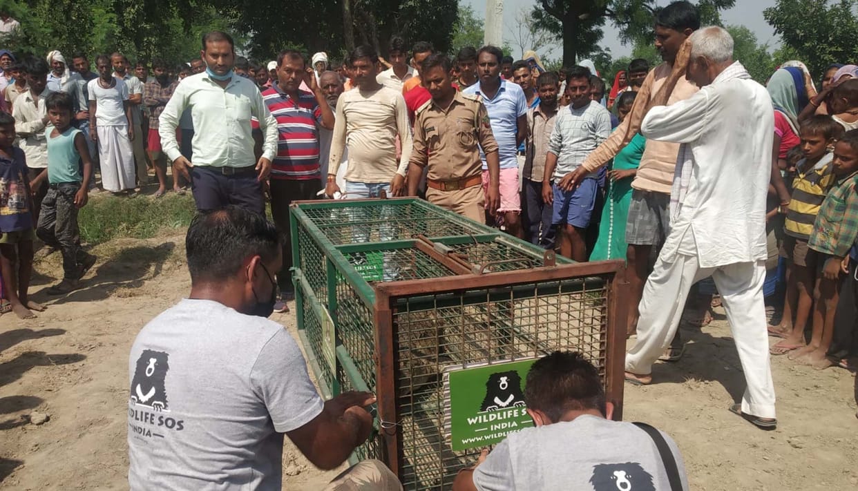 Crocodile seen in the drain of Milavali, there was a stir in the village