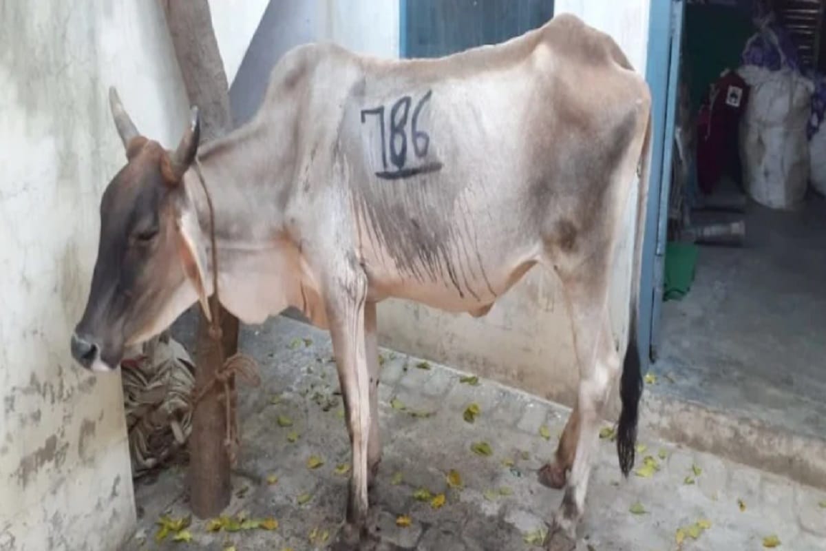 Baghpat News: Villagers agitated after seeing the numbers written on the cow, tension