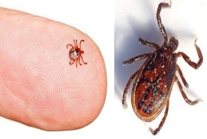 Scrub Typhus Reported In Maharashtra and Odisha, know it all symptoms and complications in hindi