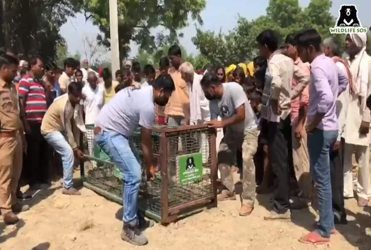 Six Feet Long Crocodile In Farm Villagers In Panic Sos Team Catch