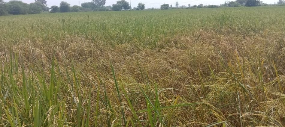 Hopper's attack on paddy crop in the district