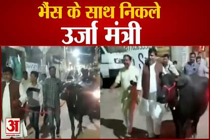 Minister Pradyum Singh Tomar came out with buffalo in the city video viral