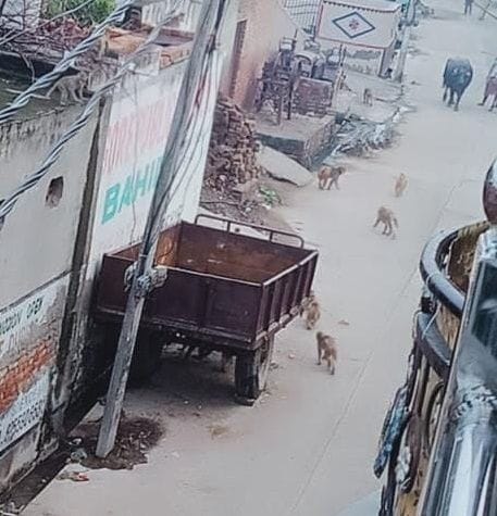 Villagers are troubled by monkeys in Bahine, attacking children, women and the elderly on a daily basis