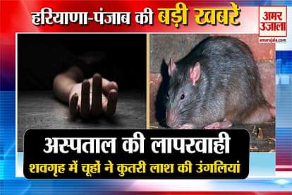 Haryana News Rats Bitten Fingers Of Dead Body IN Sirsa